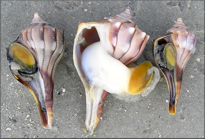 Busycon perversum (Linnaeus, 1758) Lightning Whelk Light Colored